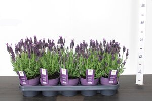 Lavandula st. 'Anouk'® - image 1