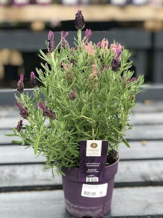 Lavandula st. 'Anouk'® - image 2