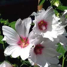 LAVATERA BLUSHING BRIDE