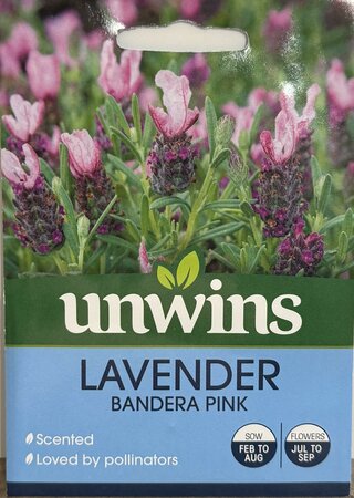 Lavender Bandera  Pink