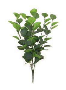 LG SILVER DOLLAR EUCALYPTUS SHORT BUNCH NAT GREEN