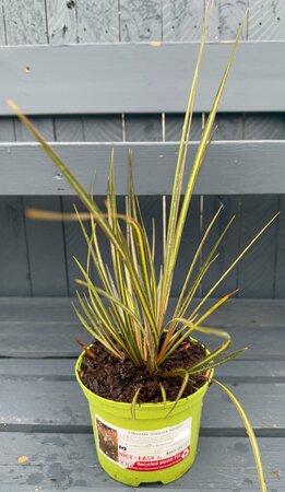 Libertia 'Sunset Strain'