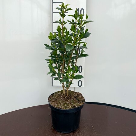 Ligustrum ovalifolium