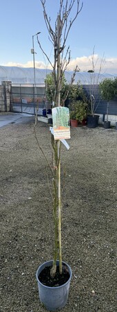 LIQUIDAMBER S. SLENDER SILHOUETTE