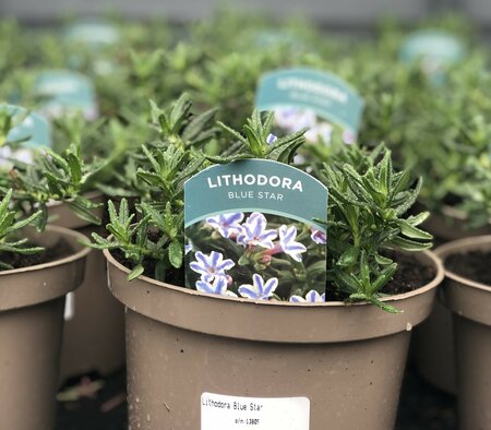 Lithodora Blue Star