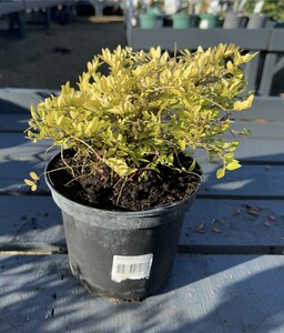 Lonicera nitida golden glow