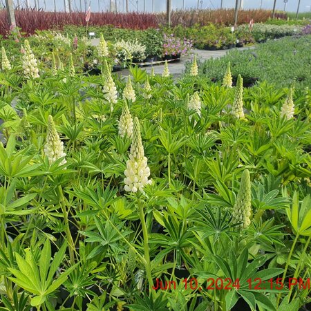 LUPINUS Camelot White KR - image 1