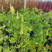 LUPINUS Camelot Yellow KR