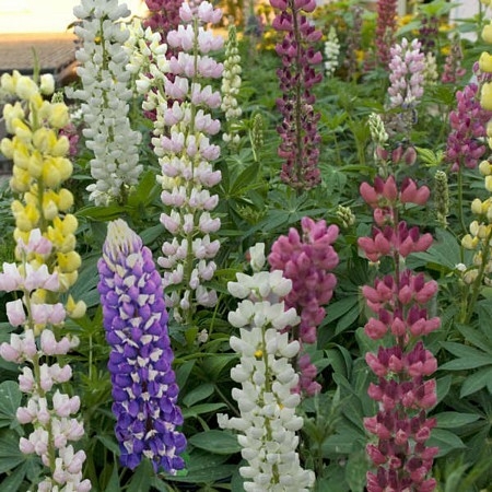 LUPINUS GALLERY MIX VARIETIES - D and M Garden Centre