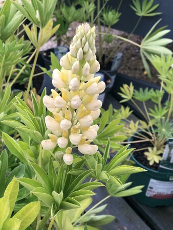 Lupinus Gallery White - image 2