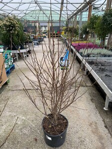 MAGNOLIA stellata 120-140cm