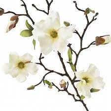 Magnolia wild spray 75cm cream