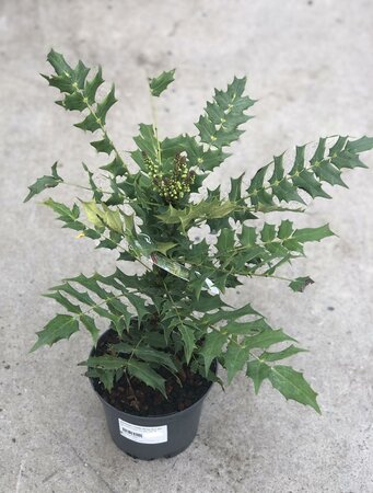 MAHONIA x media Winter Sun 30/+ cm