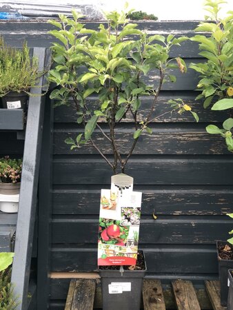 Malus Domestica 'Braeburn' 'Patio Apple'