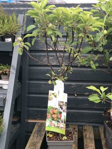 Malus Domestica 'Cox's Orange Pippin' 'Patio Apple'