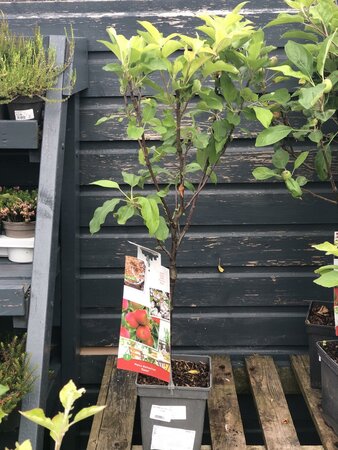 Malus Domestica 'Elstar' 'Patio Apple'