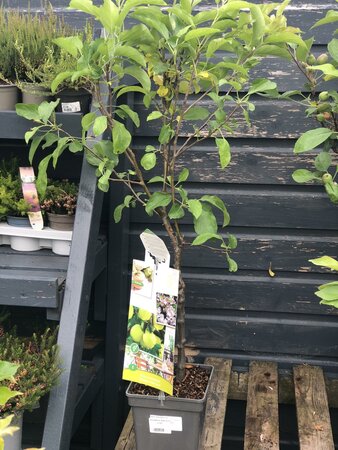 Malus Domestica 'Golden Delicious' 'Patio Apple'