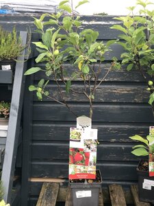 Malus Domestica 'Summerred' 'Patio Apple'