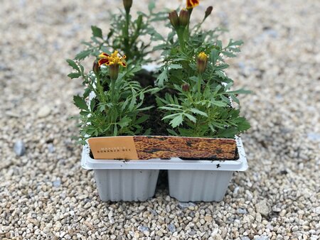 Marigold Bonanza Bee Cellpak