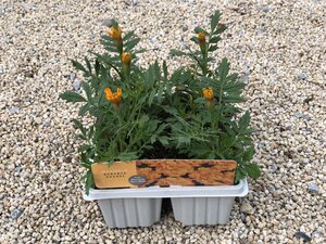 Marigold Bonanza Orange Cellpak