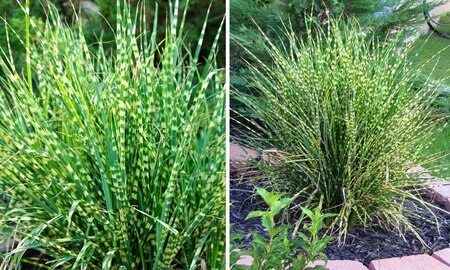 Miscanthus sinensis 'Gold Bar'