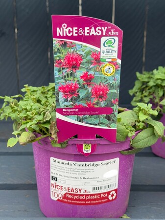 Monarda 'Cambridge Scarlet'