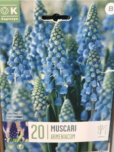 MUSCARI ARMENIACUM x20