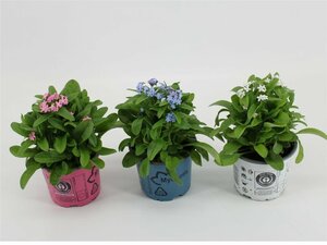 Myosotis mix