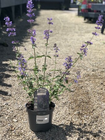 NEPETA Six Hills Giant