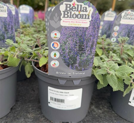 NEPETA Six Hills Giant