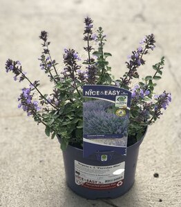 Nepeta x. f. 'Purrsian Blue'