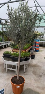 OLEA europaea 1/4 Standard Stem 40cm Crown 40/+ cm (Olive)