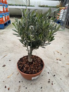 OLEA europaea 10cm Stem Crown 25-30cm (Olive)