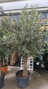 OLEA europaea 60-70cm Stem (Olive)