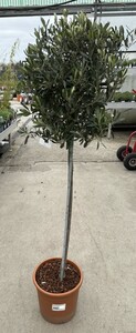 OLEA europaea Half Standard Stem 90cm Crown 50-60cm (Olive)