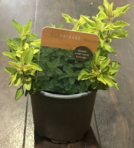 Oregano