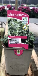 Oregano 'Hot n Spicy'