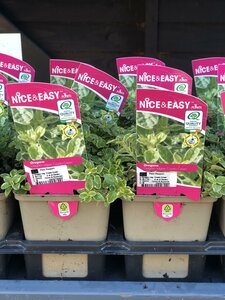 Oregano vulg. 'County Cream'