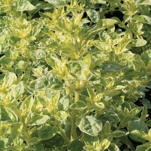 Oregano vulg. 'County Cream'