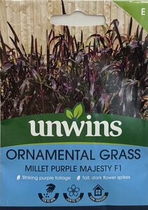 Ornamental Grass Millet Purple Majesty F1