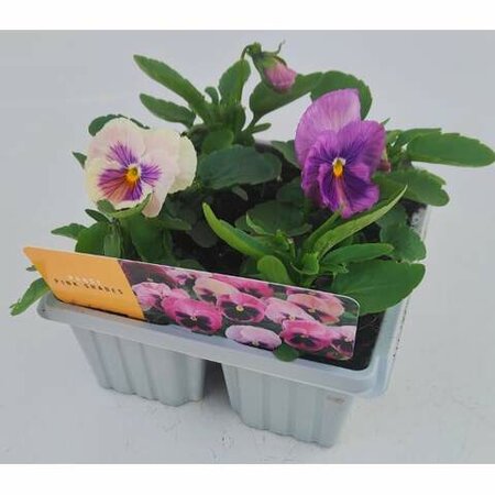 Pansy Pink Shades Cellpak