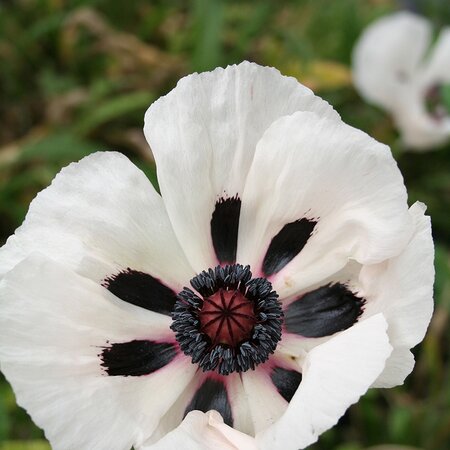 Papaver or. 'Royal Wedding'