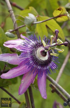 Passiflora Hybr.'Lavender Lady'