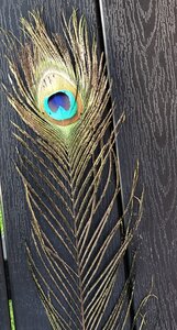 Peacock feather - image 1