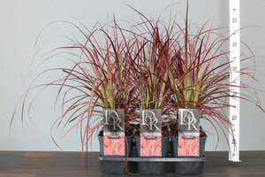 Pennisetum adv. 'Fireworks'®