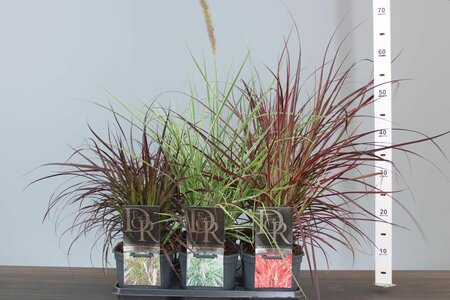 Pennisetum advena mix