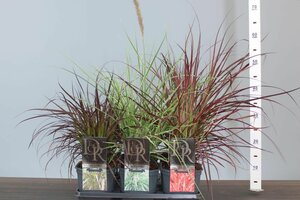 Pennisetum advena mix