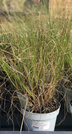 Pennisetum alop. 'Hameln'