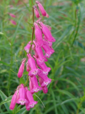 Penstemon 'Evelyn'