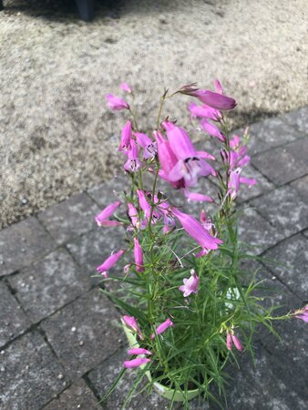 Penstemon 'Evelyn' - image 1